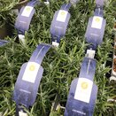 Lavandula angus. 6-pack