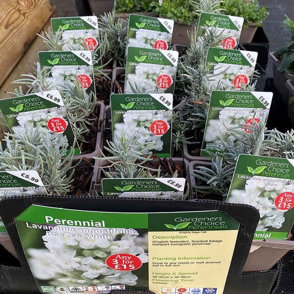 Lavandula angustifolia BeeZee 'White'