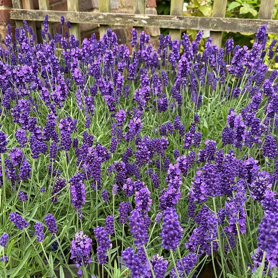 Lavandula BeeZee Dark Blue