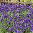Lavandula BeeZee Dark Blue