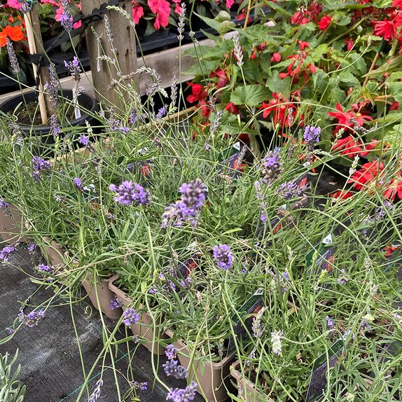 Lavandula intermedia Phenomenal