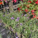 Lavandula intermedia Phenomenal