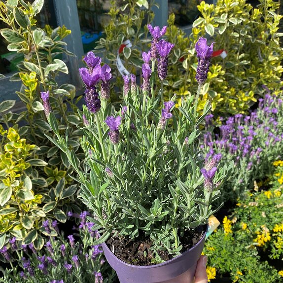 Lavandula st. Anouk Collection