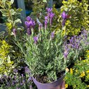 Lavandula st. Anouk Collection