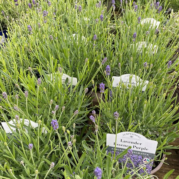 Lavender ang. Essence Purple