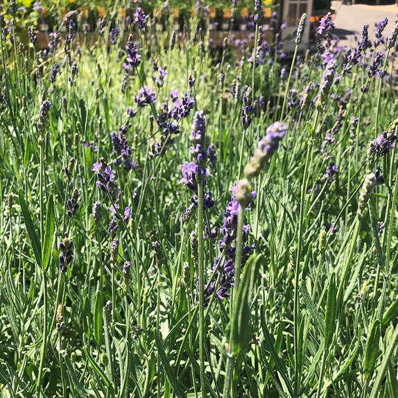 Lavender ang. Havana