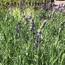 Lavender ang. Havana