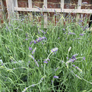 Lavender ang. Miss Dawnderry