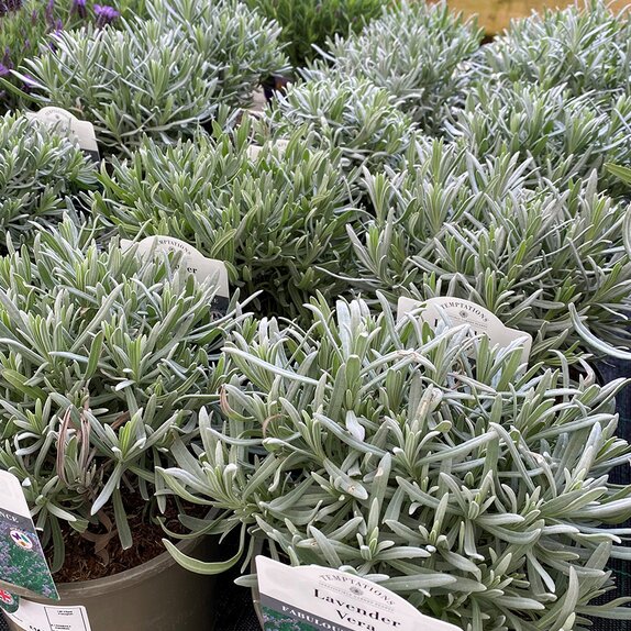 Lavender ang. Vera 3 litre pot - image 1