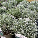 Lavender ang. Vera 3 litre pot - image 1