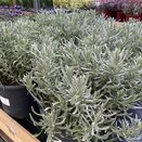 Lavender ang. Vera 3 litre pot - image 2