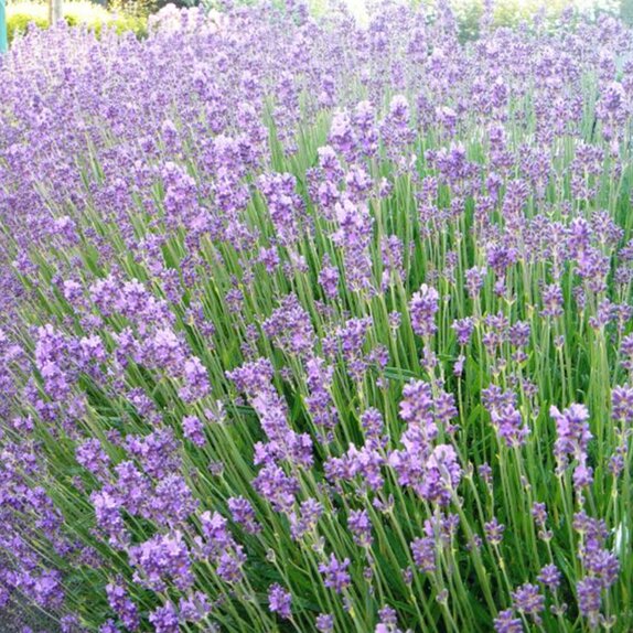Lavender ang. Vera - image 1