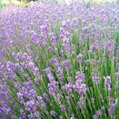 Lavender ang. Vera - image 1