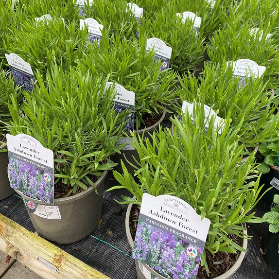 Lavender Ashdown Forest 3 litre pot