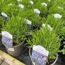 Lavender Ashdown Forest 3 litre pot