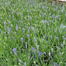 Lavender Hidcote Improved (Essence)