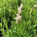 Lavender Lavandula stoechas Fairy Wings Blush