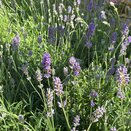 Lavender Munstead 8.5cm pot
