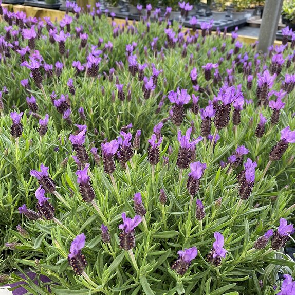 Lavender stoechas 3 litre pot