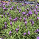 Lavender stoechas 3 litre pot