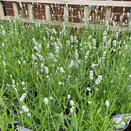 Lavender Vienco White