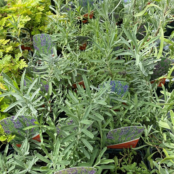 Lavendula Hidcote 8.5cm pot - image 2