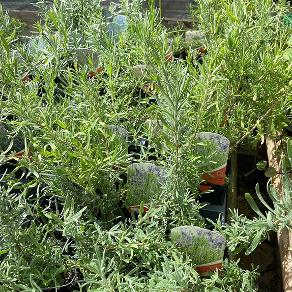 Lavendula Munstead 8.5cm pot - image 2