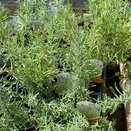 Lavendula Munstead 8.5cm pot - image 2