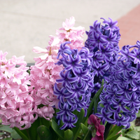 Layered Planting Range