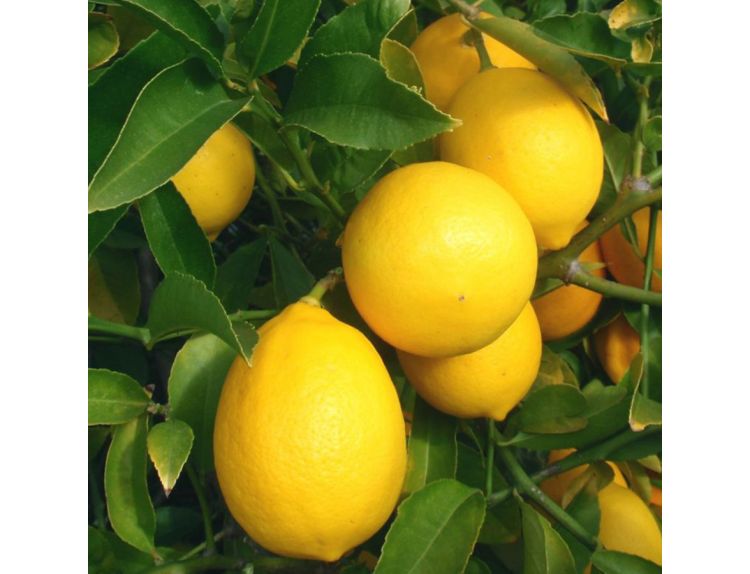 Lemon Citrus Meyers - image 1