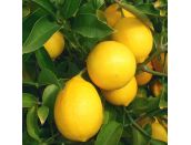 Lemon Citrus Meyers - image 2