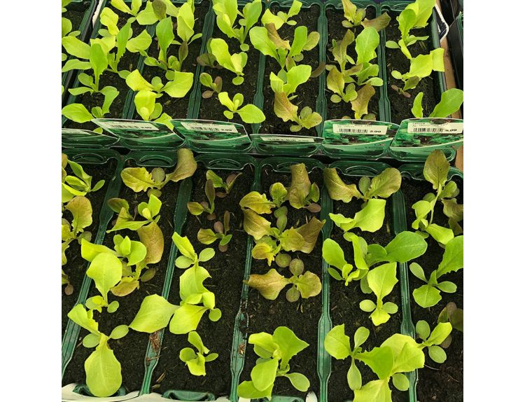 Lettuce Baby Leaves 15cm Strip Pack of Seedlings