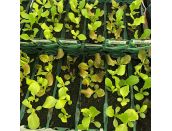 Lettuce Baby Leaves 15cm Strip Pack of Seedlings