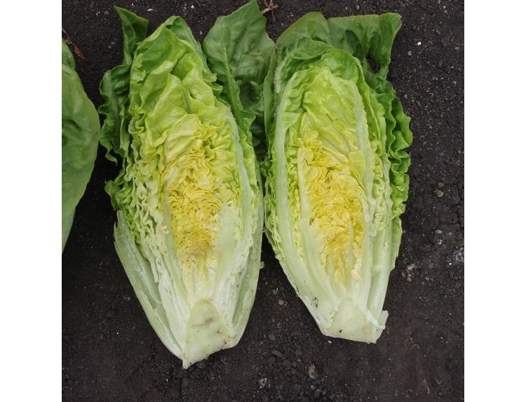 Lettuce Cos 15cm Strip Pack of seedlings