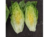 Lettuce Cos 15cm Strip Pack of seedlings