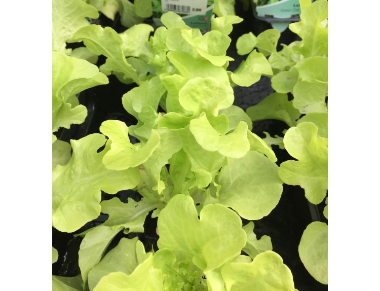 Lettuce Green Oak 15cm Strip Pack of Seedlings