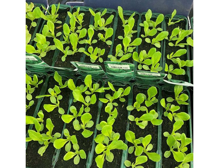 Lettuce Little Gem Coventry Seedlings 15cm Strip Pack of seedlings