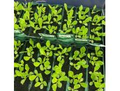 Lettuce Little Gem Coventry Seedlings 15cm Strip Pack of seedlings