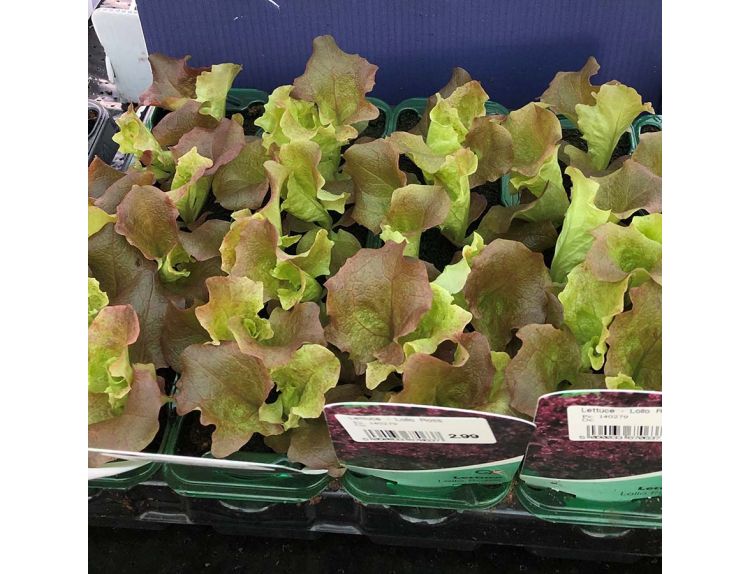 Lettuce Lollo Rosso 15cm Strip Pack of seedlings