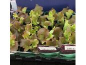 Lettuce Lollo Rosso 15cm Strip Pack of seedlings