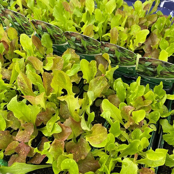 Lettuce Salad Leaf Italian Mix 15cm Strip of Seedlings