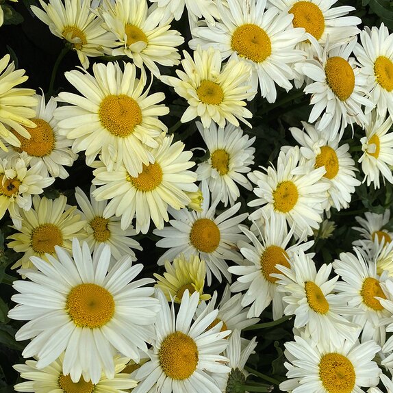 Leucanthemum Broadway Lights
