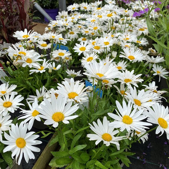 Leucanthemum Madonna