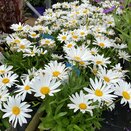 Leucanthemum Madonna