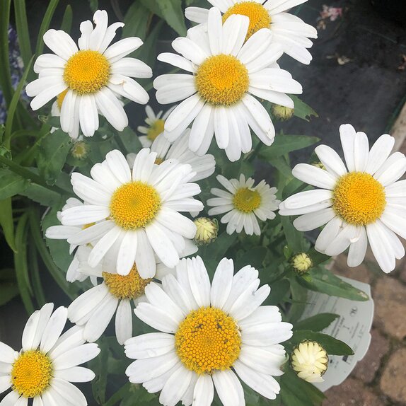 Leucanthemum x maximum Snow Lady