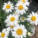 Leucanthemum x maximum Snow Lady