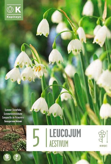 Leucojum Aestivum