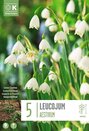 Leucojum Aestivum