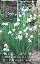 Leucojum Aestivum