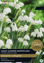 Leucojum Gravetye Giant